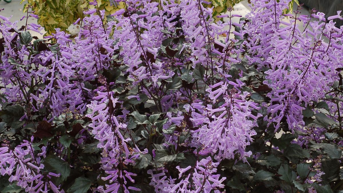 Möchten Sie Ihre Pflanzen im Jahr 2025 an Ihre Lackfarben anpassen? So verleihen Sie den angesagtesten Innentönen eine botanische Note