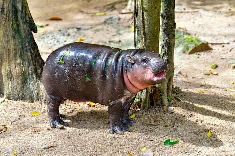 Moo Deng: the celebrated hippo’s real home has disappeared – will the world restore it?