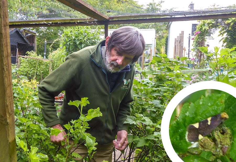 Naturliebhaber, der auf der Suche nach einer der seltensten Motte Großbritanniens ist, findet sie in seinem Garten