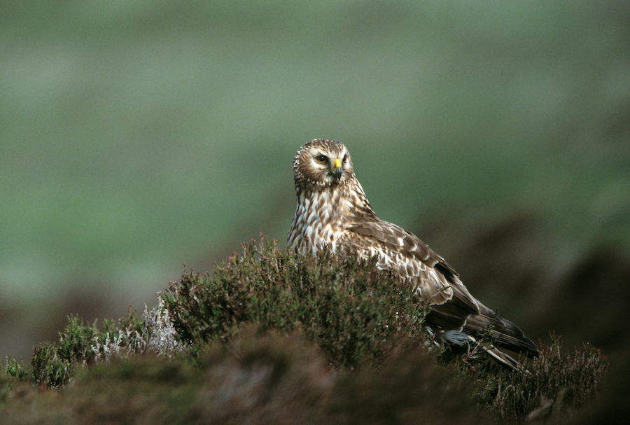 New report reveals Orkney’s wildlife is recovering as project's final phase is in sight