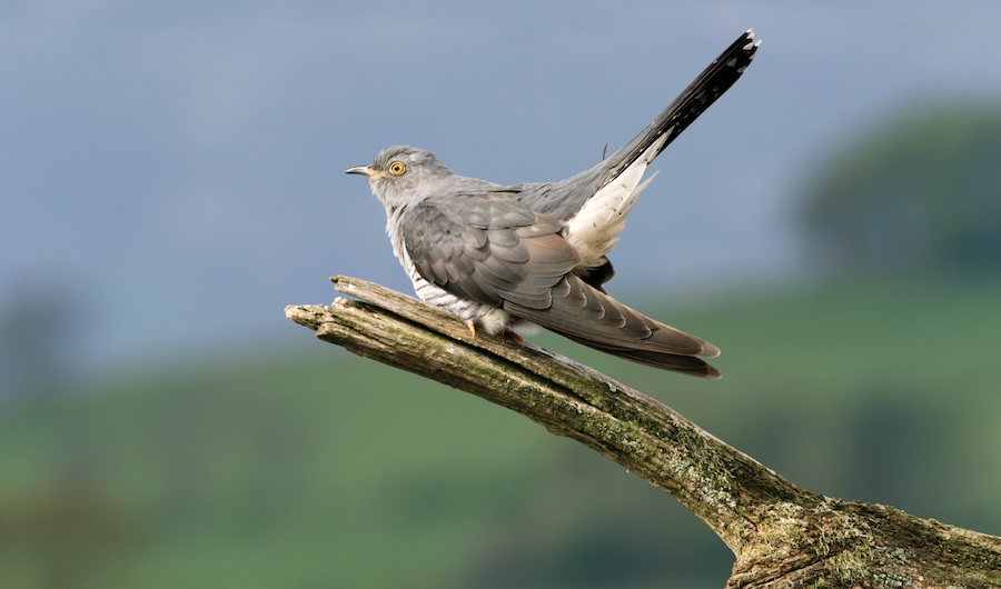 Satellite-tagged Cuckoos clocked crossing continents