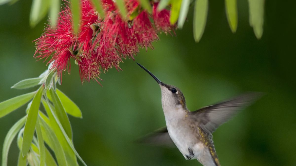 Probleme mit Flaschenbürstenbäumen – 3 von Experten anerkannte Lösungen für häufige Gartenprobleme