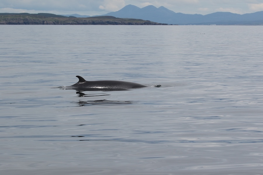 Record high for minke whale sightings but record low for basking sharks, research in Hebrides finds