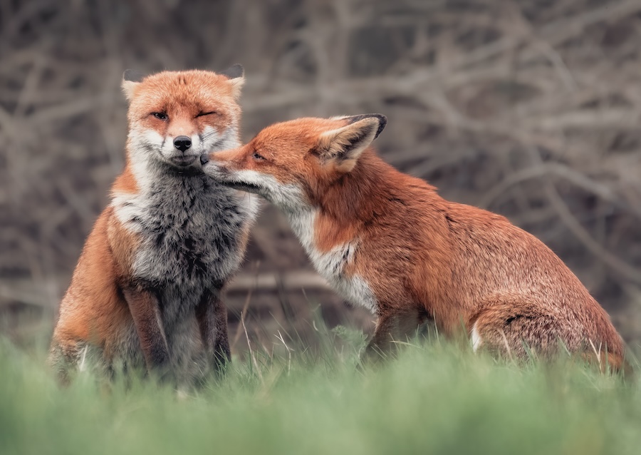 Red Fox and European Rabbit Most Commonly Spotted Mammals Across the British Isles in Mammal Society’s Big Mammal Challenge