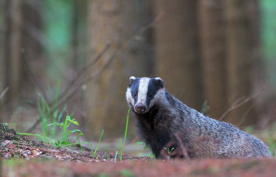 Charity’s annual national award recognises dedication and commitment to badgers