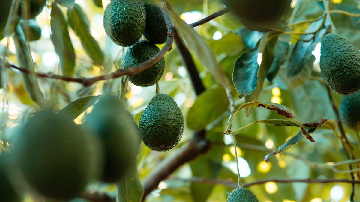So bringt ein Avocadobaum Früchte – 3 Expertentipps für den Anbau dieser tropischen Trendfrucht