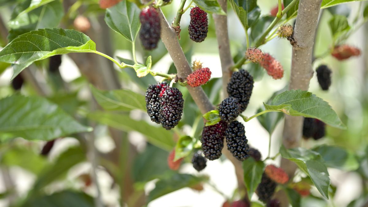 So bringt ein Maulbeerbaum Früchte – 3 Expertentipps für eine reiche Ernte süßer Beeren