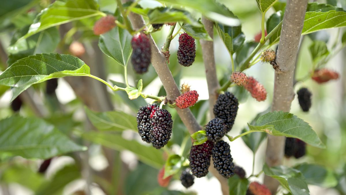 So ernten Sie Maulbeerbaumstecklinge – Expertentipps für eine erfolgreiche Pflanzenvermehrung