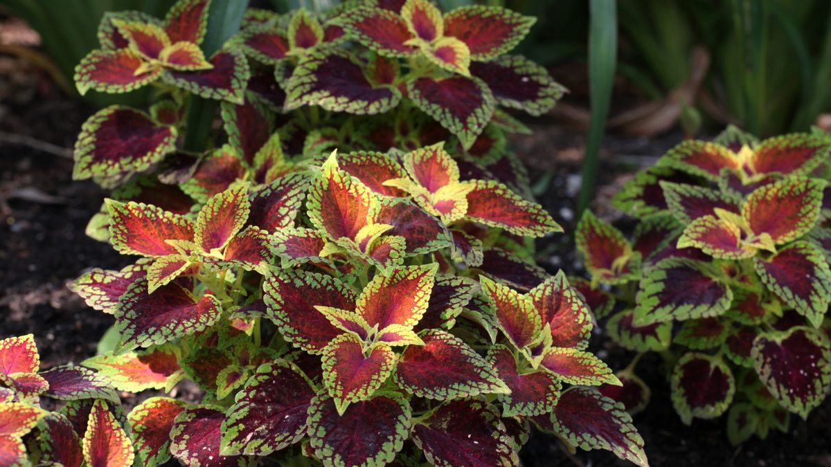So schneiden Sie Coleus für den Winter zurück – zum Wohle der Pflanzen, die drinnen und draußen wachsen