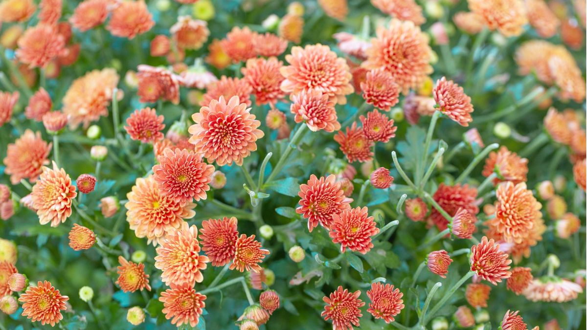 Sollte man Chrysanthemen im Herbst abschneiden? Deshalb ist es eine gute Idee, diese Blüten vor dem Winter zurückzuschneiden