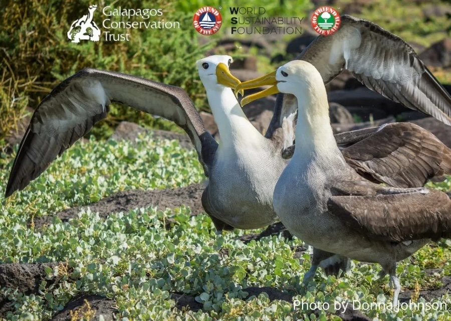 Supporting Galapagos Conservation Trust in Protecting the Albatrosses: Results, one year on