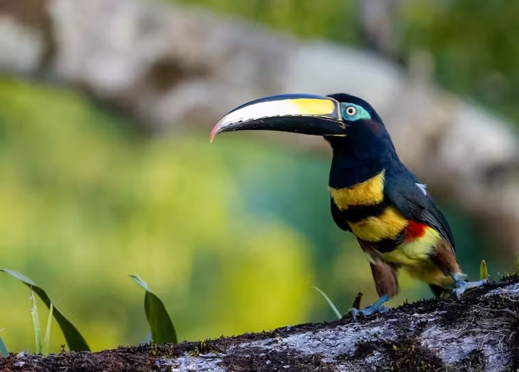 As Colombia hosts a UN biodiversity summit, its own Amazonian rainforest is in crisis