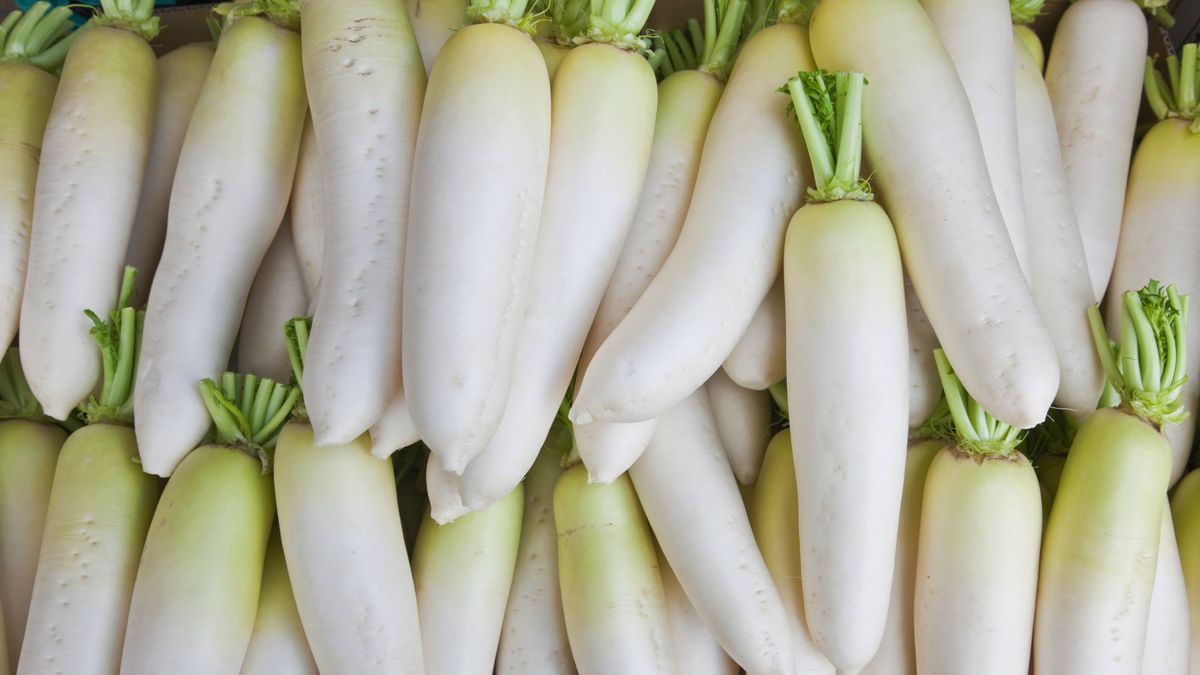 Wann sollte man Daikon-Rettich ernten – der ideale Zeitpunkt, um die Wurzeln auszuheben, und wie man es perfekt macht