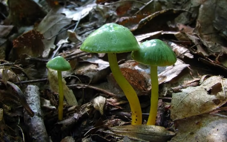 Why autumn 2024 is your best chance to see lots of weird and wonderful fungi