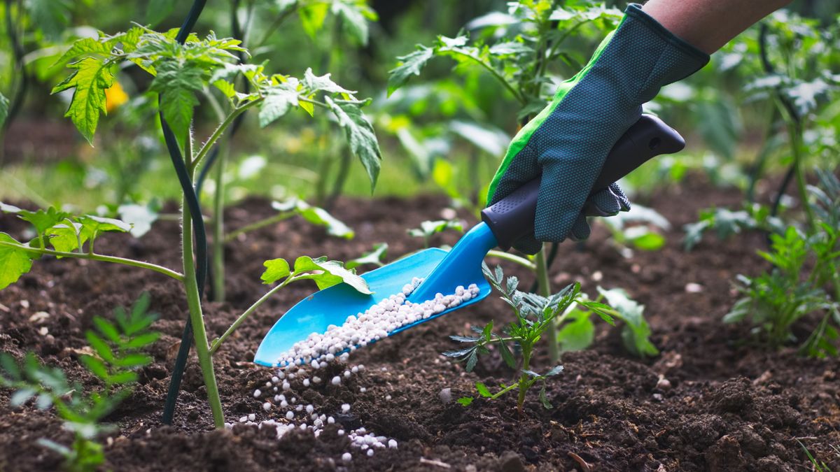 Was bewirkt Dünger bei Pflanzen? Wir verraten, warum die Ernährung so wichtig ist
