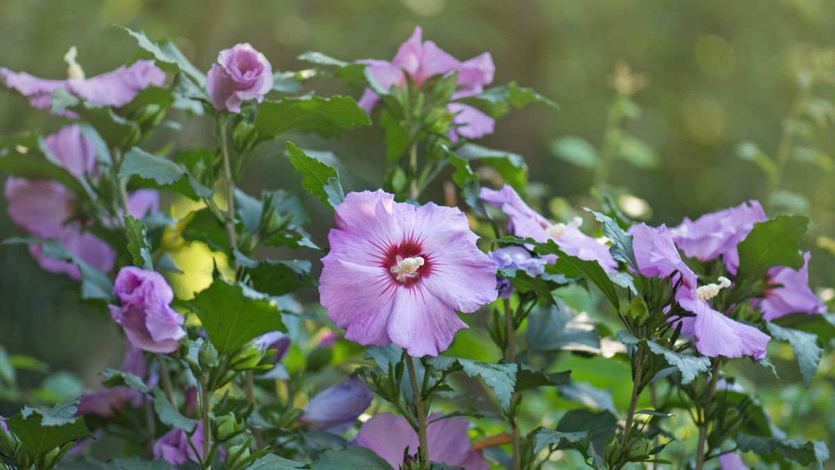 Was tun mit Hibiskus im Herbst? Expertentipps zur Vorbereitung auf die Wintermonate