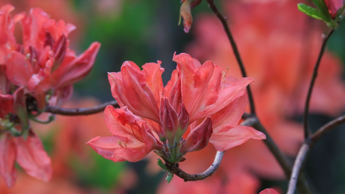 Was tun mit Rhododendren und Azaleen im Herbst? Expertentipps, um Ihre Sträucher auf die kälteren Monate vorzubereiten