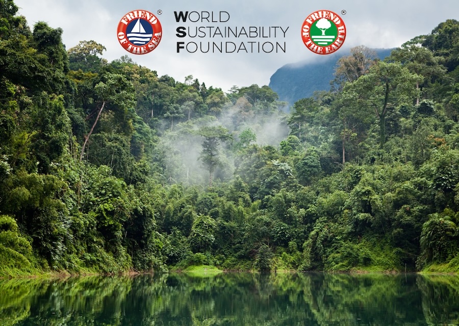 World Rainforest Day: Moving Towards a Greener Future