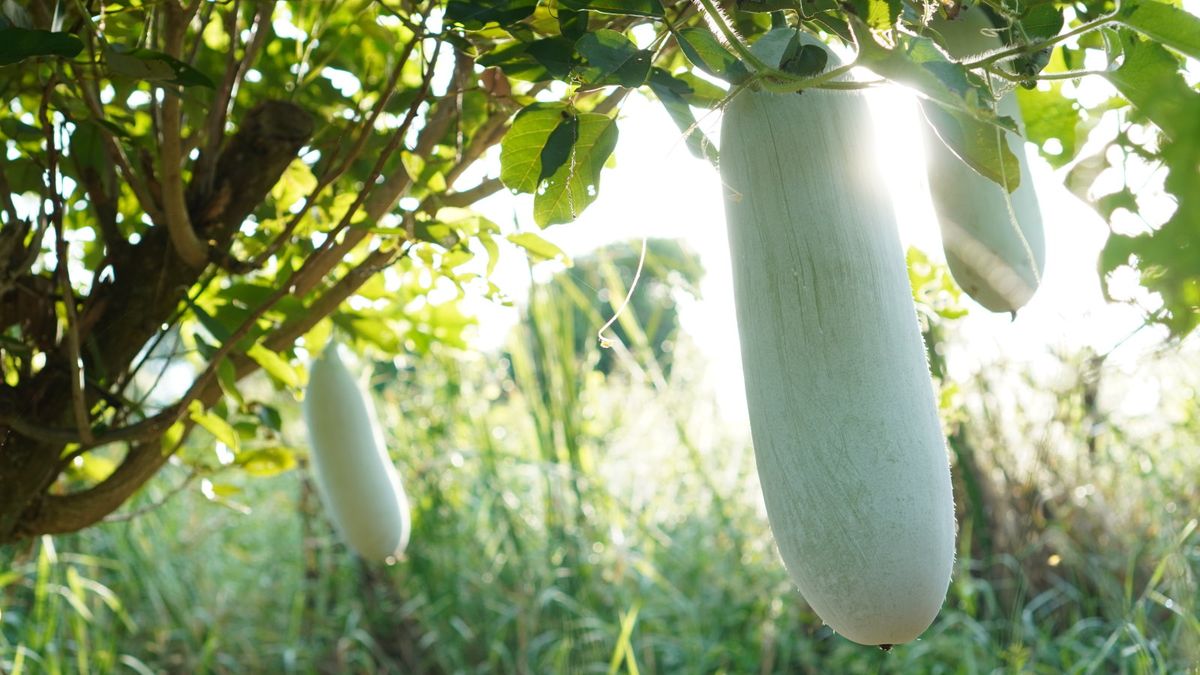 Wie man Wintermelonen anbaut – Tipps von einem erfahrenen Gärtner, der 50 Früchte von einer Pflanze geerntet hat