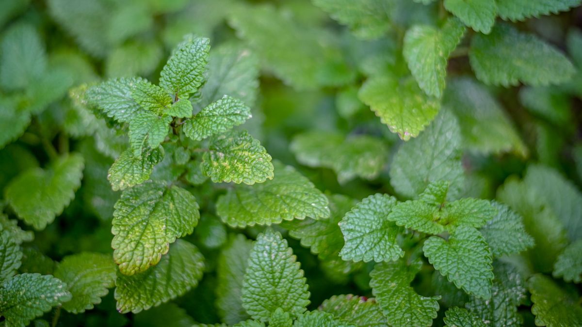 Wie man Zitronenmelisse anbaut – für mit Zitrusfrüchten angereicherte Blätter, die man zum Kochen oder für Kräutertees genießen kann