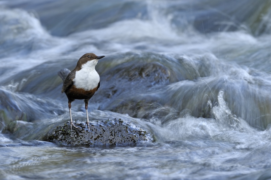 Charities back UK workers saying nature must be at the heart of business decisions