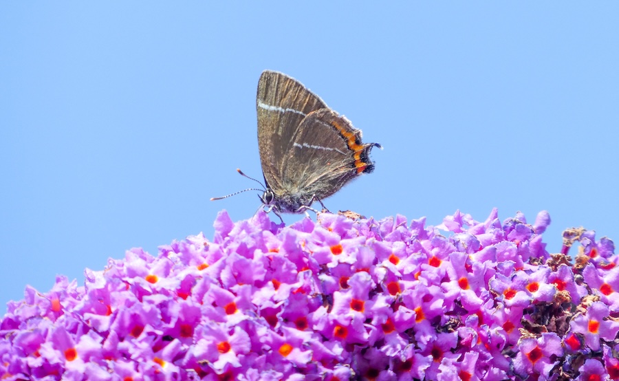 Two species of butterfly make surprise new appearances in Scotland