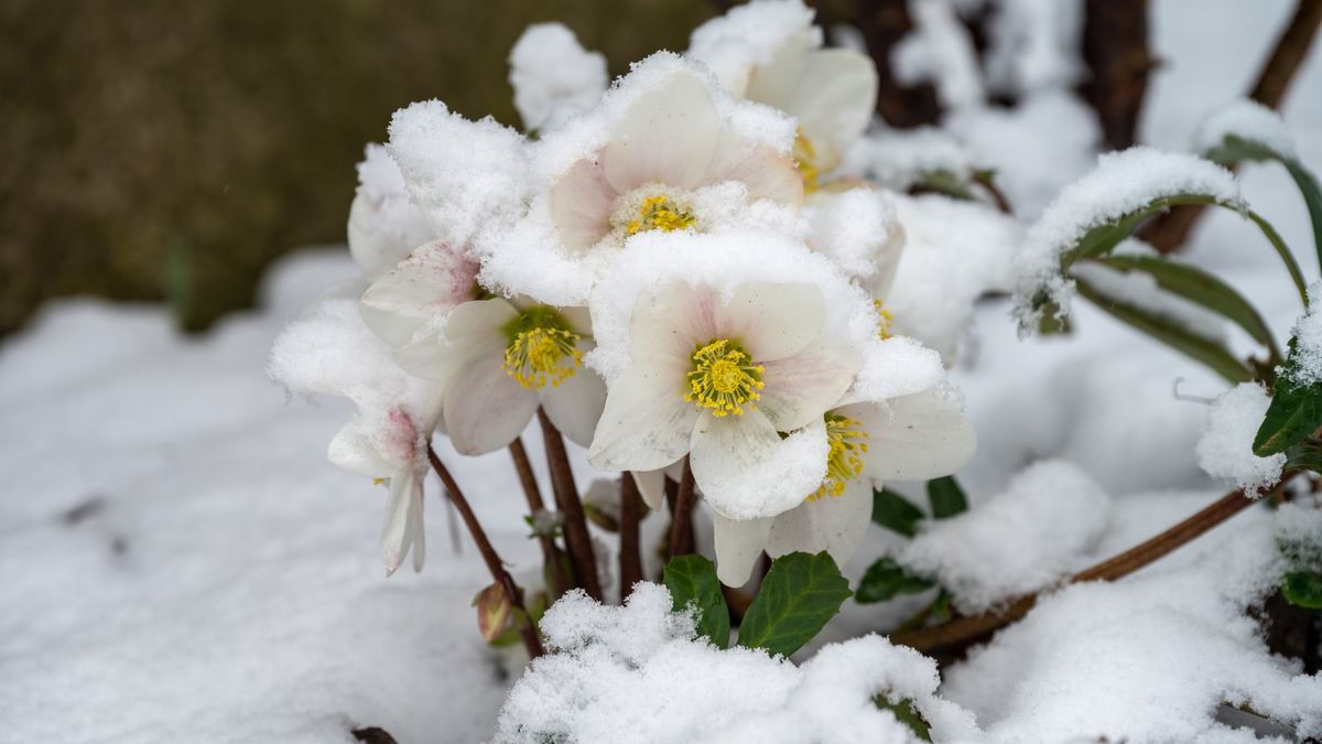 8 frostharte Stauden, ideal für nördliche Gärten – diese Pflanzen können eiskalte Winter überstehen und kommen trotzdem jeden Frühling wieder zurück
