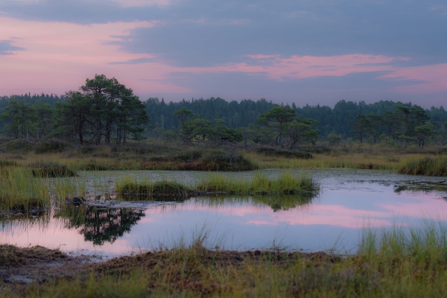 Tackling biodiversity loss with genomic sequencing