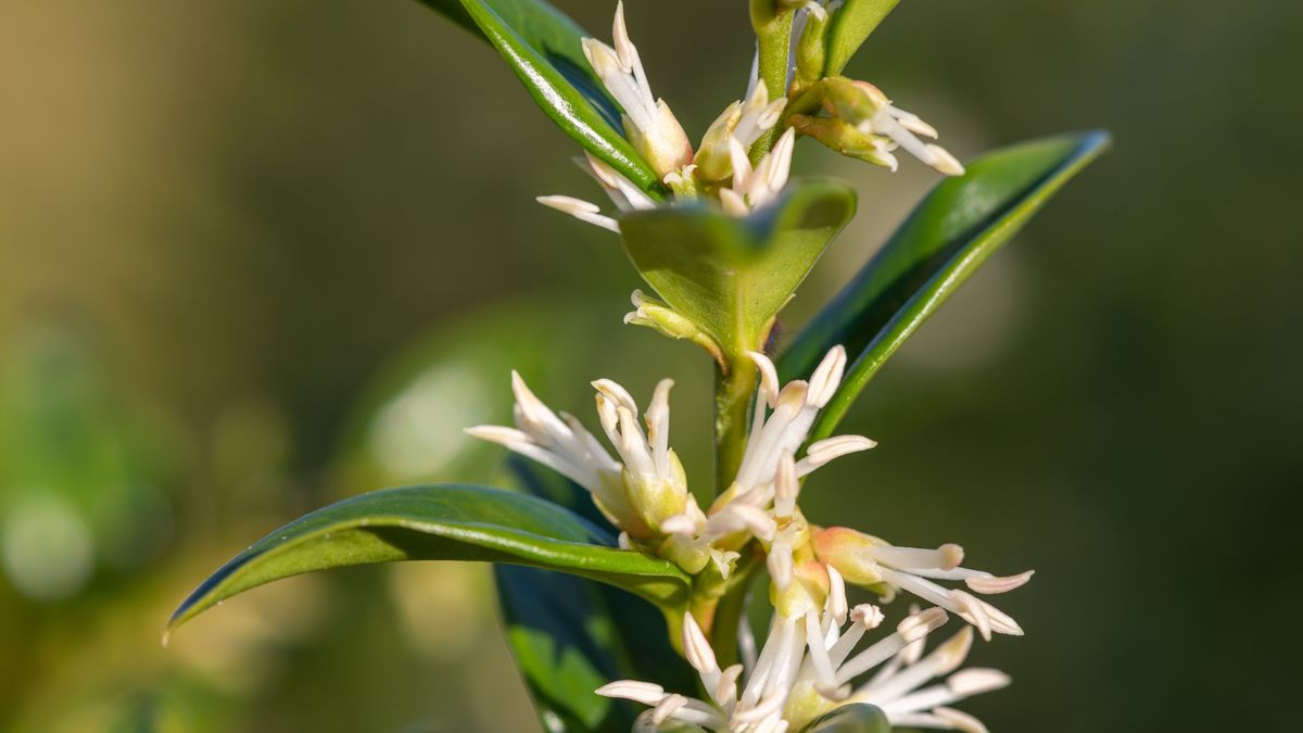 Beste Bodendecker zur Verhinderung von Bodenerosion – von Experten zugelassene Arten zur Stabilisierung von Hanglagen