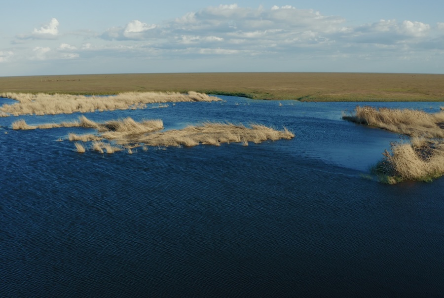 The Earthshot Prize 2024: Major grassland restoration project in Kazakhstan celebrates win
