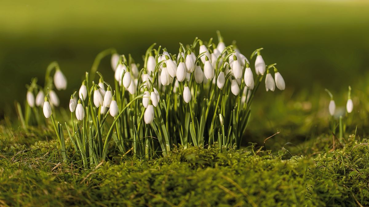 Es ist noch nicht zu spät, diese zarten winterblühenden Blumenzwiebeln zu pflanzen, aber Sie müssen sie jetzt in die Erde bringen