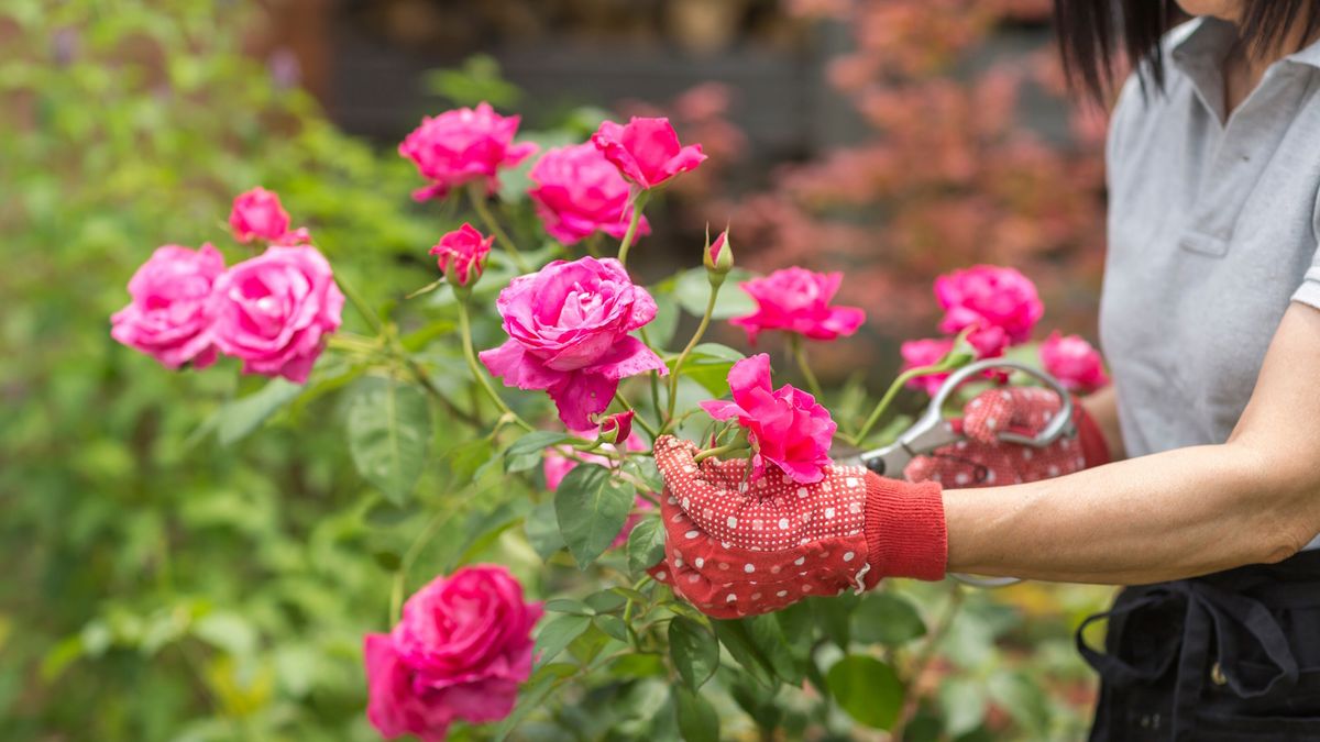 Ich habe festgestellt, dass diese dornenfesten Handschuhe tatsächlich vor stacheligen Pflanzen in meinem Garten schützen – und sie sind zum Black Friday im Angebot