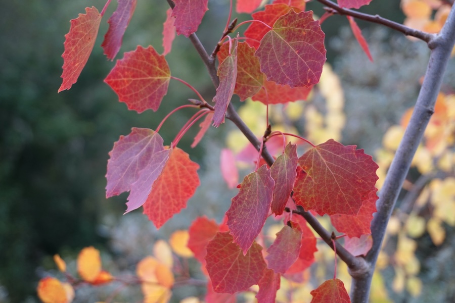 New network launched in Cairngorms to restore one of Scotland’s rarest native trees