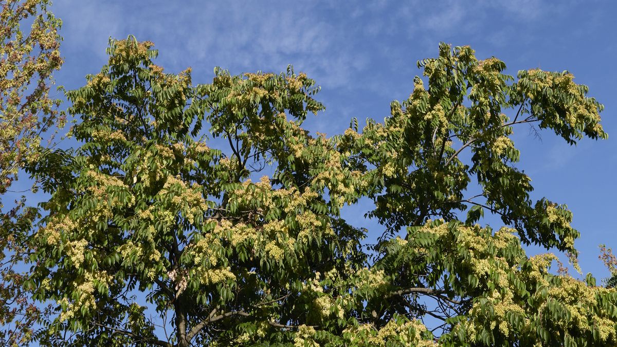 Invasive Bäume, die niemals wachsen sollten – 5 Arten, die Sie meiden sollten und welche Bäume Sie stattdessen pflanzen sollten
