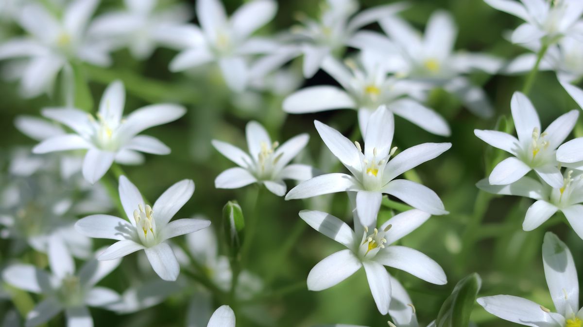 Invasive Blumenzwiebeln, die Sie niemals pflanzen sollten – 5 blühende Blumenzwiebeln, die Sie aus Ihrem Garten fernhalten sollten und was Sie stattdessen anbauen sollten