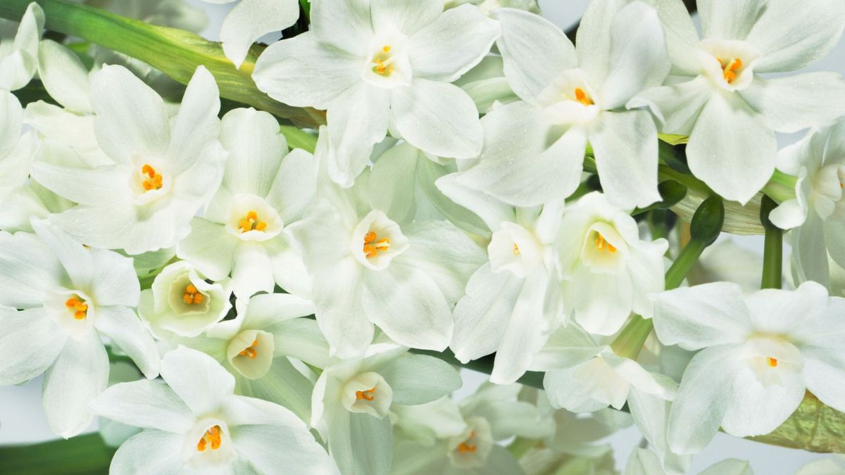 Jetzt ist es an der Zeit, Paperwhites zu pflanzen – für wunderschöne, duftende Blüten bis Weihnachten