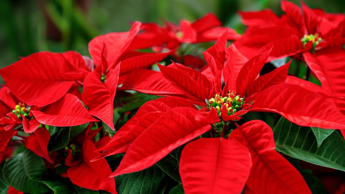 Können Weihnachtssterne im Winter draußen leben? Sorgen Sie mit diesen Expertentipps dafür, dass diese festlichen Schönheiten die ganze Saison über gedeihen