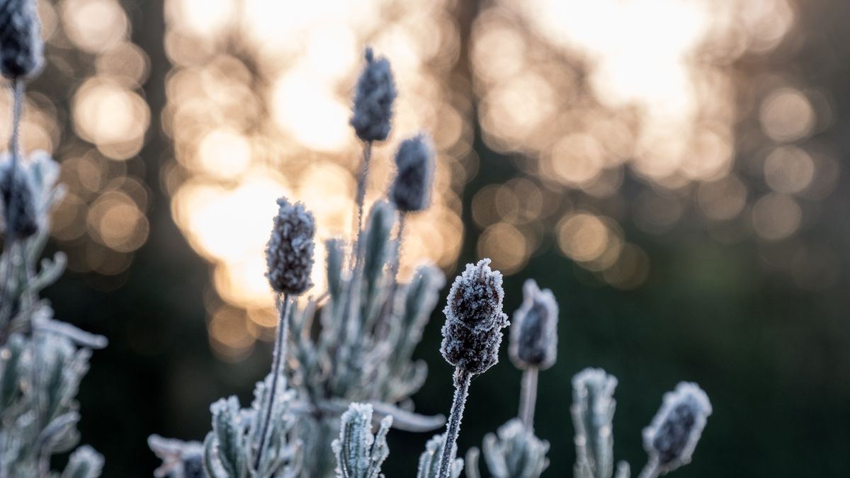 So erstellen Sie einen winterlichen Sinnesgarten – für einen beruhigenden, saisonalen Rückzugsort