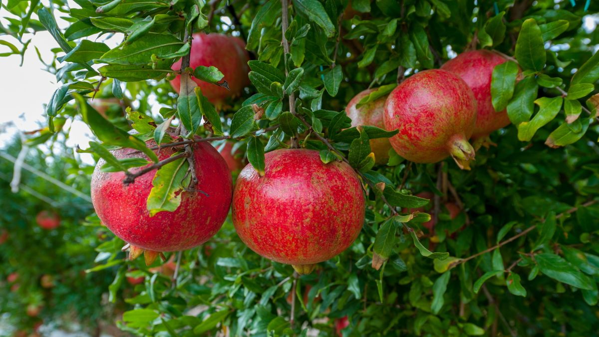 So pflanzen Sie Granatapfelkerne – damit Sie im Herbst süße Früchte ernten können