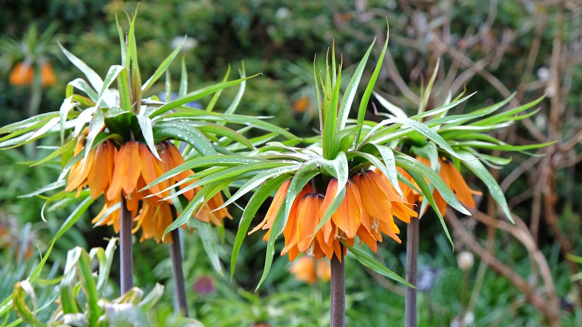 So pflanzen Sie Kaiser-Scheckenfalter im November – Expertentipps zum Pflanzen von Blumenzwiebeln für strahlende Blüten im nächsten Jahr
