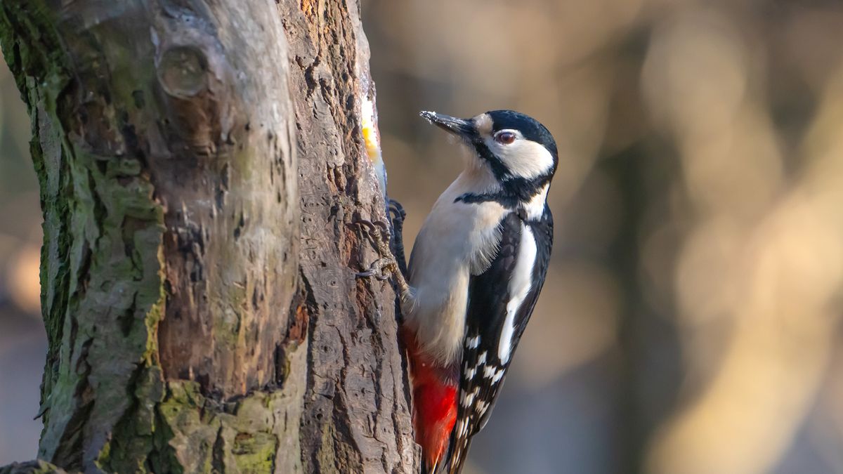 So pflegen Sie Spechte im Winter – kompetente Ratschläge, damit diese Vögel die kälteren Monate des Jahres überstehen