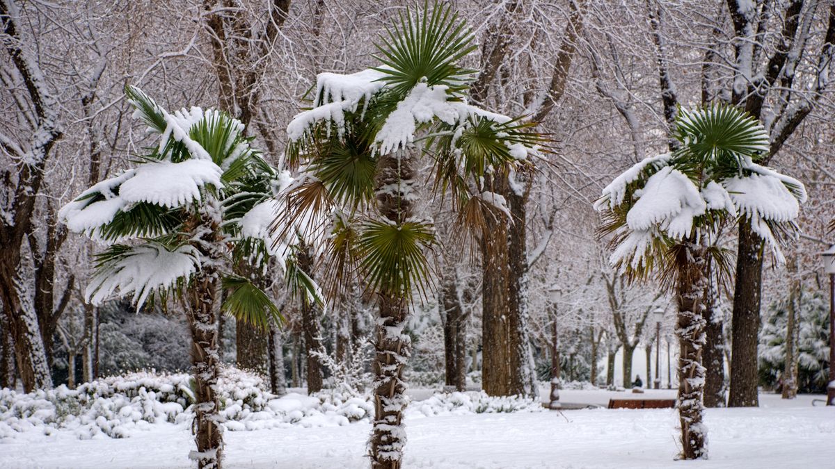 So schützen Sie Palmen im Winter – kompetente Gartenratschläge, um Ihre tropischen Pflanzen bei kaltem Wetter zu schützen