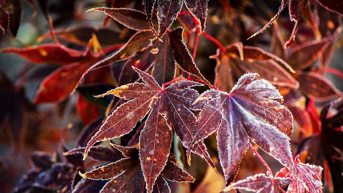 So schützen Sie japanische Ahornbäume im Winter – mit kompetenter Beratung, um Ihre Pflanzen vor Frost und Schnee zu schützen