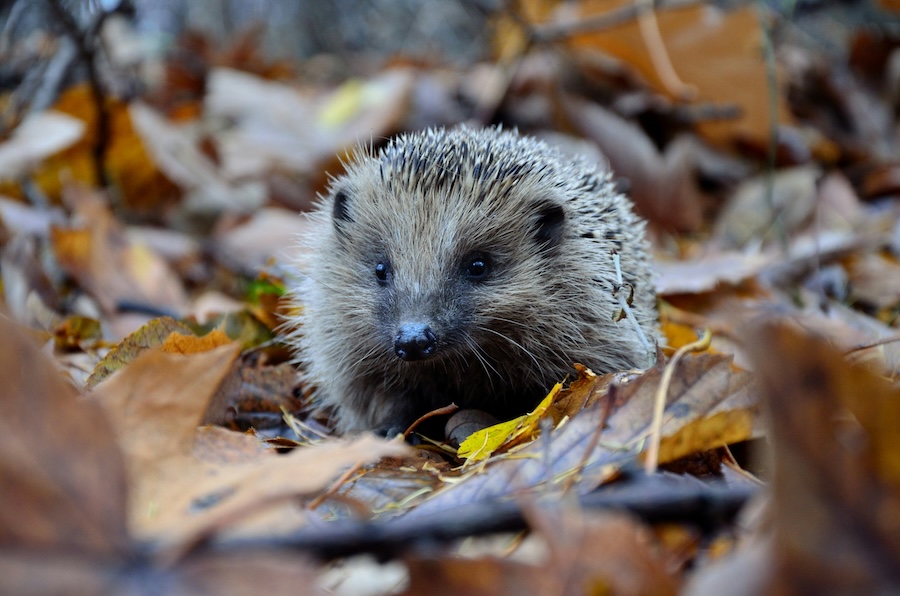 When should you rescue a hedgehog? An expert guide