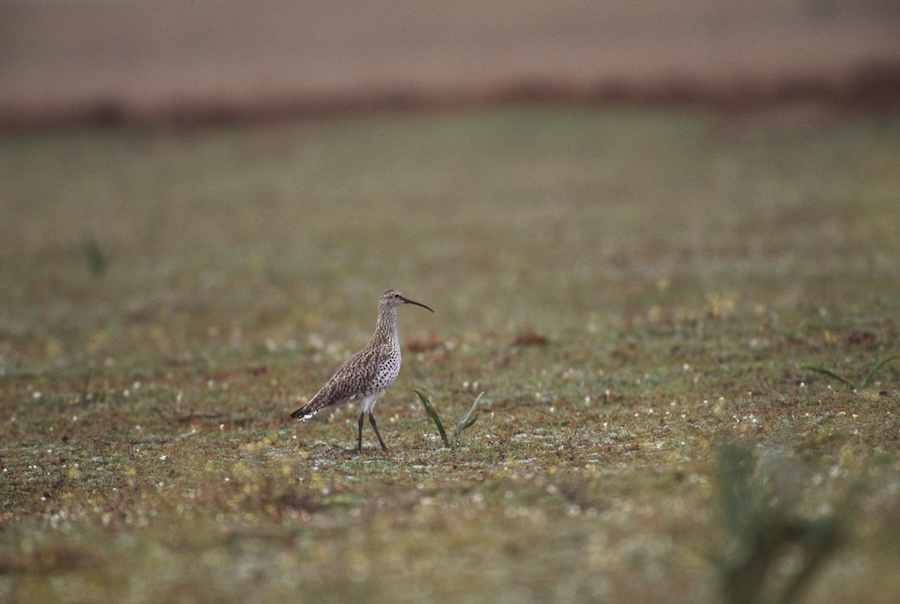 Global extinction of a bird from mainland Europe and the Mediterranean confirmed by scientists