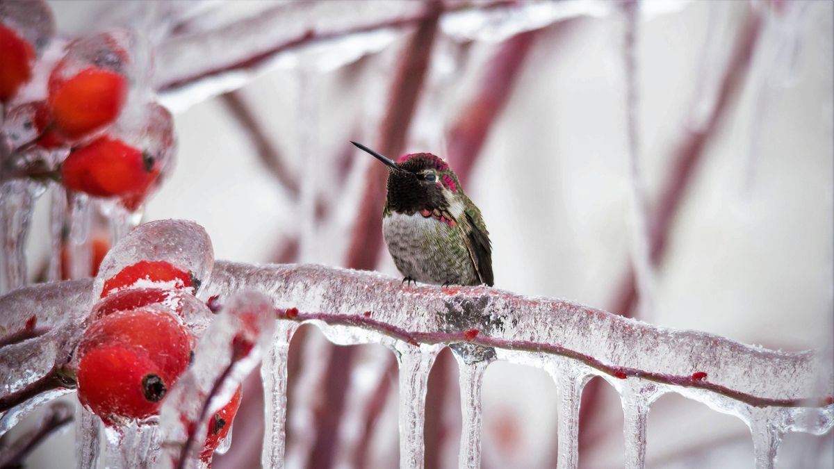 Wie man Kolibris im Winter pflegt – und Zug- oder Standvögel in den kommenden kalten Monaten unterstützt