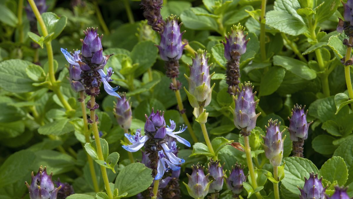 Wir haben gerade die beste natürliche Schädlingsbekämpfung für Ihren Garten gefunden – lernen Sie die Pflanze Coleus canina kennen