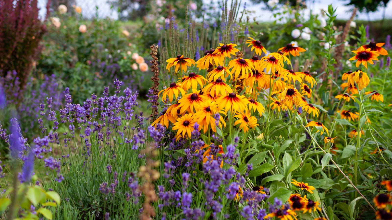 Blumenrand mit Schwarzäugiger Susanne und Lavendel