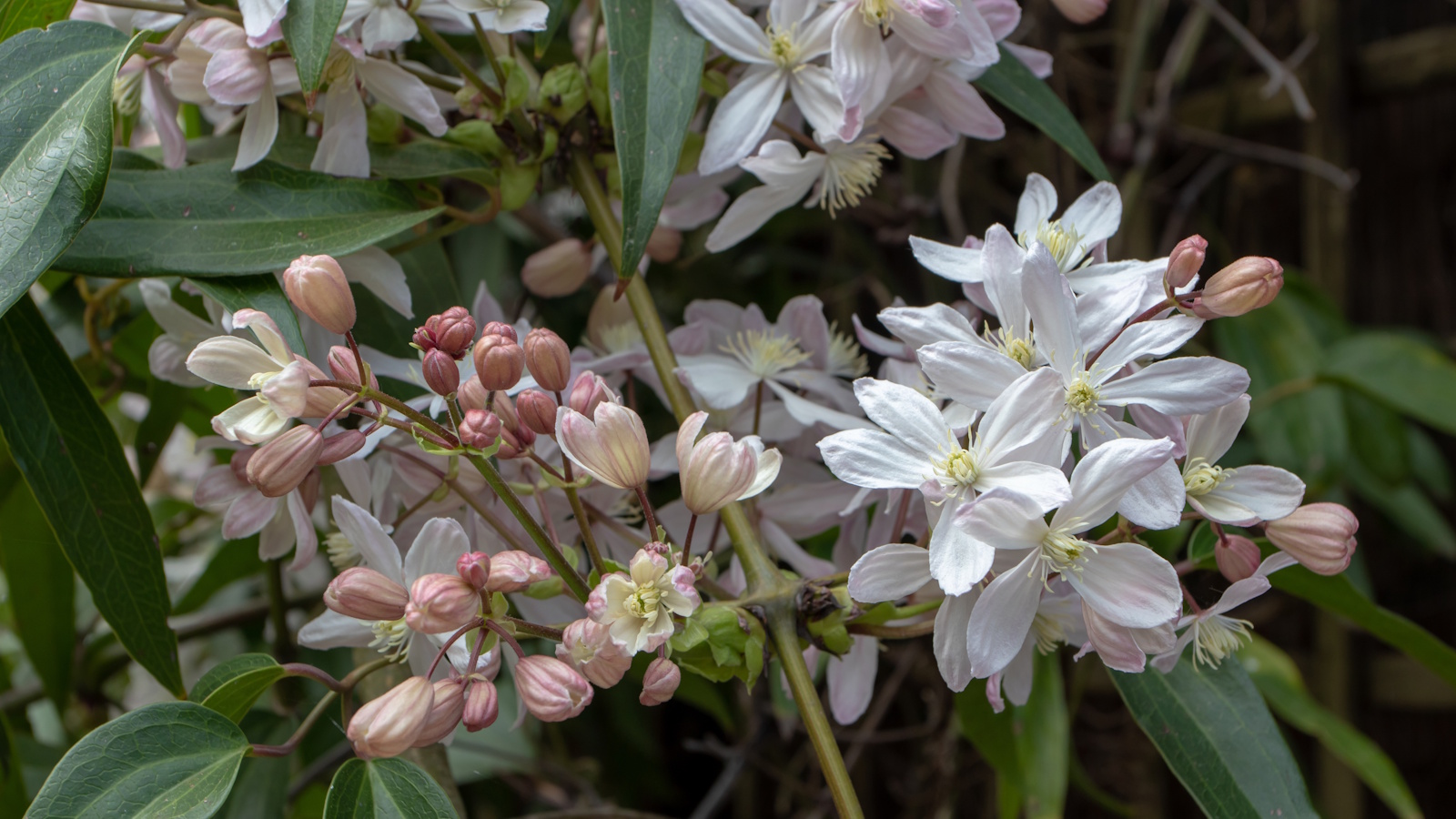 Clematis armandii mit grünen Blättern und weißen Blüten in einem Garten