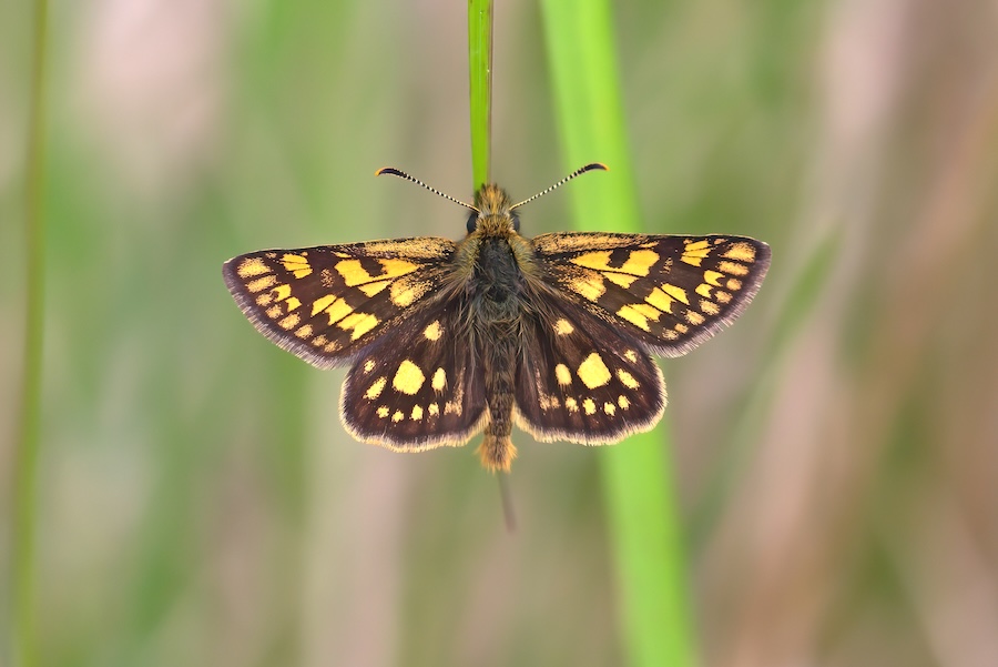 Extinct butterfly brought back to life in England from Belgium in five-year project